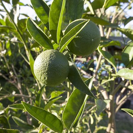 Lapida Garden Hotel Lapta Dış mekan fotoğraf
